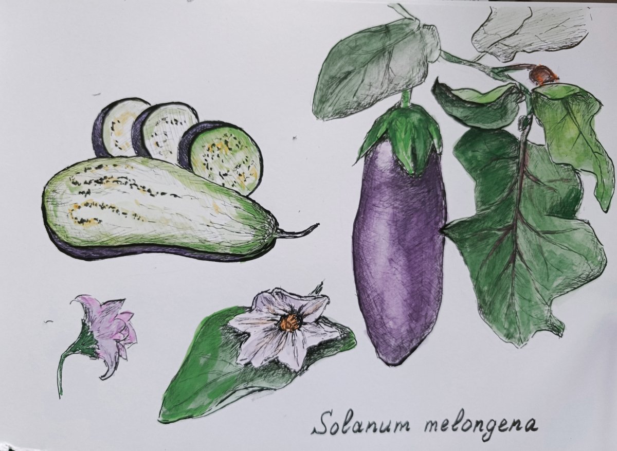 Aubergine