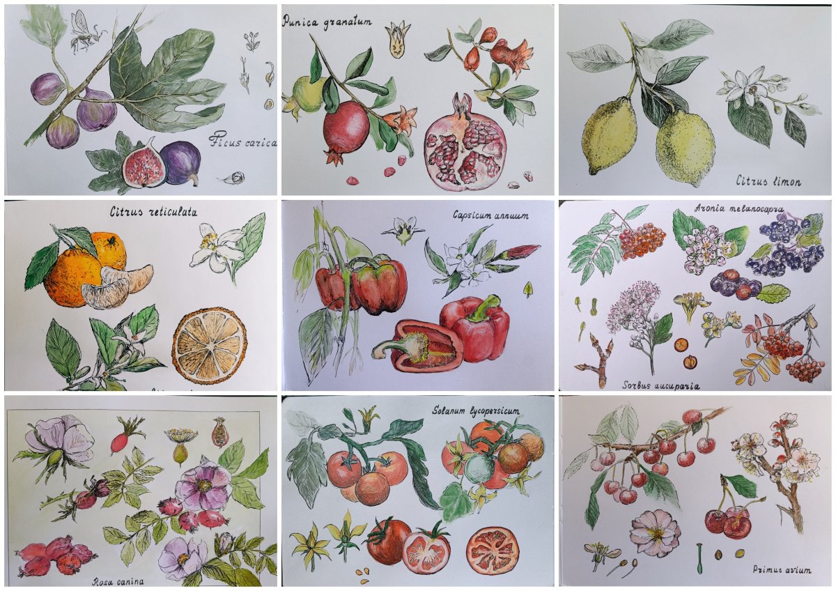  Atlas botanique : les plantes en dessin et à l’aquarelle 
